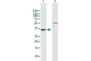 Western Blot analysis of SLC14A1 expression in transfected 293T cell line by SLC14A1 MaxPab polyclonal antibody.