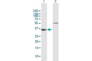 Western Blot analysis of SLC14A1 expression in transfected 293T cell line by SLC14A1 MaxPab polyclonal antibody. (SLC14A1 anticorps  (AA 1-389))