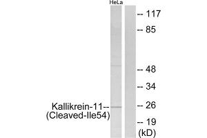 Western blot analysis of extracts from HeLa cells, treated with etoposide (25uM, 24hours), using Kallikrein-11 (Cleaved-Ile54) antibody. (Kallikrein 11 anticorps  (Cleaved-Ile54))