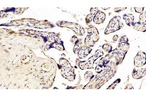 Detection of NEU in Human Placenta Tissue using Polyclonal Antibody to Neuraminidase (NEU) (NEU1 anticorps  (AA 47-415))