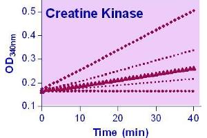 Biochemical Assay (BCA) image for Creatine Kinase Assay Kit (ABIN1000303) (Creatine Kinase Assay Kit)