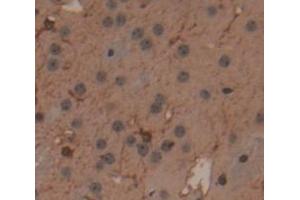 IHC-P analysis of Mouse Tissue, with DAB staining. (MSTO1 anticorps  (AA 13-363))