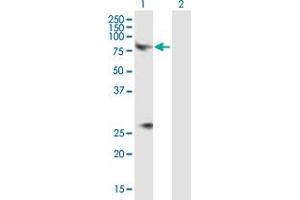 Western Blot analysis of CHRM3 expression in transfected 293T cell line by CHRM3 MaxPab polyclonal antibody. (CHRM3 anticorps  (AA 1-590))