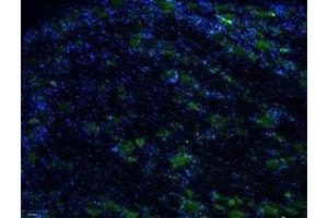 Expression of TRPV1 in rat DRG - Immunohistochemical staining of rat dorsal root ganglion (DRG) frozen sections using Anti-Rat TRPV1 (VR1) (extracellular )-ATTO Fluor-488 Antibody (ABIN7043839), (1:50), (green).