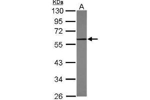 WB Image Sample (30 ug of whole cell lysate) A: NIH-3T3 10% SDS PAGE antibody diluted at 1:5000