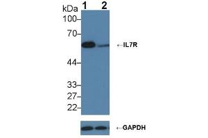 Knockout Varification: ;Lane 1: Wild-type K562 cell lysate; ;Lane 2: IL7R knockout K562 cell lysate; ;Predicted MW: 51,34,29kDa ;Observed MW: 60kDa;Primary Ab: 2µg/ml Rabbit Anti-Human IL7R Ab;Second Ab: 0. (IL7R anticorps  (AA 173-260))