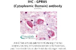 Image no. 1 for anti-G Protein-Coupled Receptor 85 (GPR85) (3rd Cytoplasmic Domain) antibody (ABIN1735183) (GPR85 anticorps  (3rd Cytoplasmic Domain))
