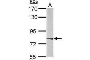 WB Image Sample (50 ug of whole cell lysate) A: mouse liver 7.