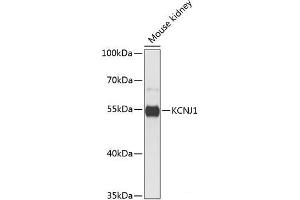 Western blot analysis of extracts of Mouse kidney using KCNJ1 Polyclonal Antibody at dilution of 1:1000. (KCNJ1 anticorps)