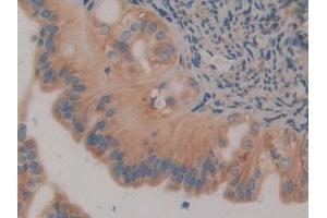 Detection of CNX in Mouse Oviduct Tissue using Polyclonal Antibody to Calnexin (CNX)