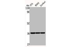 Western Blot analysis of NIH-3T3 K562 Jurkat cells using ERdj3 Polyclonal Antibody (DNAJB11 anticorps  (Internal Region))