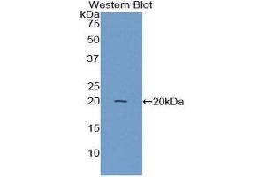 Western Blotting (WB) image for anti-Annexin A4 (ANXA4) (AA 150-313) antibody (ABIN1858026)