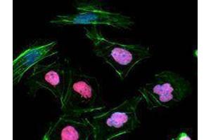 Immunofluorescence (IF) image for anti-Nanog Homeobox (NANOG) antibody (ABIN2666253)