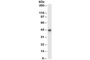 Western blot testing of MCF7 cell lysate with MFGE8 antibody (clone MFG-06). (MFGE8 anticorps)