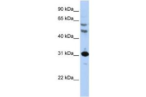 Western Blotting (WB) image for anti-Homeobox B5 (HOXB5) antibody (ABIN2460009) (HOXB5 anticorps)
