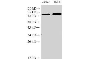 Western Blot analysis of Jurkat and Hela Cells using IL6R Polyclonal Antibody at dilution of 1:2000 (IL-6 Receptor anticorps)