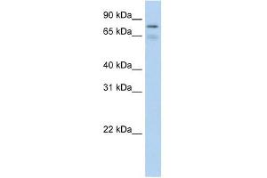 BRD4 antibody used at 0.
