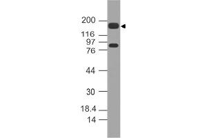 Image no. 1 for anti-Mucin 4, Cell Surface Associated (MUC4) (AA 1700-1960) antibody (ABIN5027373) (MUC4 anticorps  (AA 1700-1960))