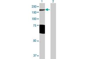 Western Blot analysis of ARHGAP29 expression in transfected 293T cell line by ARHGAP29 MaxPab polyclonal antibody. (PARG1 anticorps  (AA 1-1261))