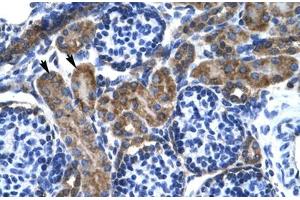 Immunohistochemical staining (Formalin-fixed paraffin-embedded sections) of human kidney with KCNQ2 polyclonal antibody . (KCNQ2 anticorps  (AA 189-238))