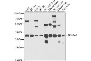 Western blot analysis of extracts of various cell lines, using NDUF antibody (ABIN3017566, ABIN3017567, ABIN5664241 and ABIN6220158) at 1:1000 dilution. (NDUFA9 anticorps  (AA 1-270))