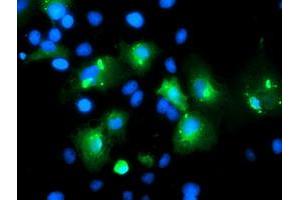 Anti-MLF1 mouse monoclonal antibody (ABIN2455803) immunofluorescent staining of COS7 cells transiently transfected by pCMV6-ENTRY MLF1 (RC202774). (MLF1 anticorps)