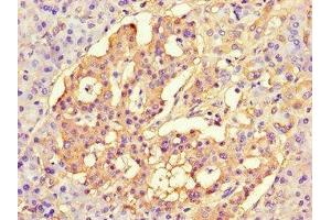 Immunohistochemistry of paraffin-embedded human pancreatic tissue using ABIN7147222 at dilution of 1:100 (CISD2 anticorps  (AA 61-135))