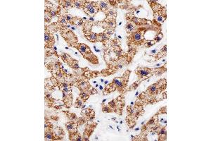 Immunohistochemical analysis of paraffin-embedded H.