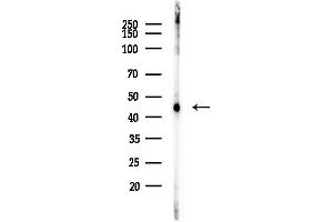 anti-Ubiquinol-Cytochrome C Reductase Core Protein I (UQCRC1) (C-Term) antibody