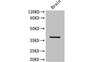 Western Blot Positive WB detected in: Mouse brain tissue All lanes: IL12B antibody at 4 μg/mL Secondary Goat polyclonal to rabbit IgG at 1/50000 dilution Predicted band size: 38 kDa Observed band size: 38 kDa (IL12B anticorps  (AA 23-328))