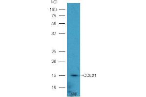 Raji lysates probed with Rabbit Anti-CCL21/6Ckine Polyclonal Antibody  at 1:5000 90min in 37˚C (CCL21 anticorps  (AA 24-134))