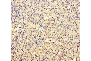 Immunohistochemistry of paraffin-embedded human spleen tissue using ABIN7171887 at dilution of 1:100