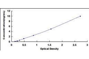 ELISA image for Caspase 7, Apoptosis-Related Cysteine Peptidase (CASP7) ELISA Kit (ABIN415468)