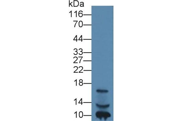 IGF1 anticorps  (AA 49-118)