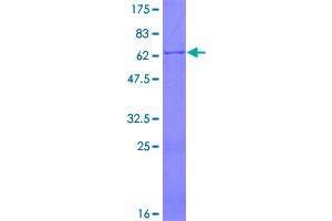 Image no. 1 for Guanosine Monophosphate Reductase 2 (GMPR2) (AA 1-348) protein (GST tag) (ABIN1355318)
