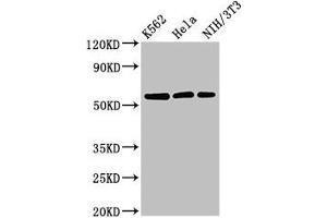 Western Blot Positive WB detected in: K562 whole cell lysate, Hela whole cell lysate, NIH/3T3 whole cell lysate All lanes: SESN1 antibody at 3 μg/mL Secondary Goat polyclonal to rabbit IgG at 1/50000 dilution Predicted band size: 57, 64, 50 kDa Observed band size: 57 kDa (SESN1 anticorps  (AA 224-337))