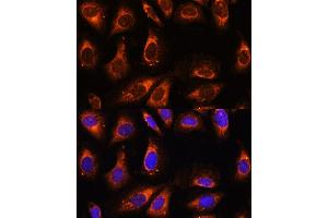 Immunofluorescence analysis of U-2 OS cells using RPL26 antibody (ABIN7269999) at dilution of 1:100.