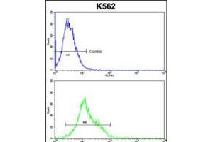 Flow cytometric analysis of k562 cells (bottom histogram) compared to a negative control cell (top histogram). (HSPH1 anticorps  (AA 549-579))