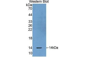 Western Blotting (WB) image for anti-Olfactomedin 4 (OLFM4) antibody (Biotin) (ABIN1172482)