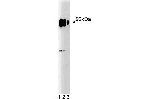 Western blot analysis of SRPK1 on HeLa cell lysate. (SRPK1 anticorps  (AA 312-434))