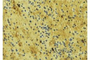ABIN6276715 at 1/100 staining Mouse liver tissue by IHC-P. (ENOS anticorps  (Internal Region))