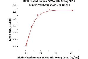 Immobilized A BCMA MAb at 2 μg/mL (100 μL/well) can bind Biotinylated Human BCMA, His,Avitag (ABIN5954934,ABIN6253624) with a linear range of 0.