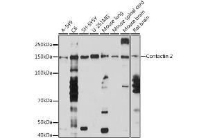 Western blot analysis of extracts of various cell lines, using Contactin 2 Rabbit mAb (ABIN7266493) at 1:1000 dilution. (CNTN2 anticorps)