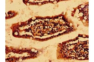 Immunohistochemistry of paraffin-embedded human small intestine tissue using ABIN7157063 at dilution of 1:100 (HSCB anticorps  (AA 30-235))