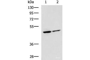 Western blot analysis of Jurkat and HepG2 cell lysates using LRRC28 Polyclonal Antibody at dilution of 1:1000 (LRRC28 anticorps)