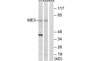 Western blot analysis of extracts from 3T3 cells and RAW264. (ME3 anticorps  (C-Term))