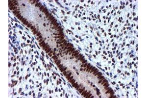 Image no. 11 for anti-Ubiquitin Specific Peptidase 7 (Herpes Virus-Associated) (USP7) antibody (ABIN1498592) (USP7 anticorps)