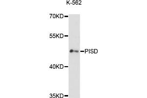 Western blot analysis of extracts of K-562 cells, using PISD antibody (ABIN6293744) at 1:3000 dilution. (PISD anticorps)