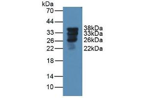 Figure. (Surfactant Protein A1 anticorps  (AA 21-248))
