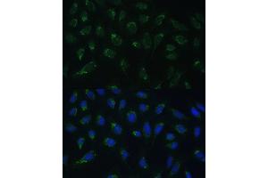 Immunofluorescence analysis of U-2 OS cells using HIGD1A Polyclonal Antibody (ABIN7267642) at dilution of 1:100 (40x lens). (HIGD1A anticorps  (AA 1-93))